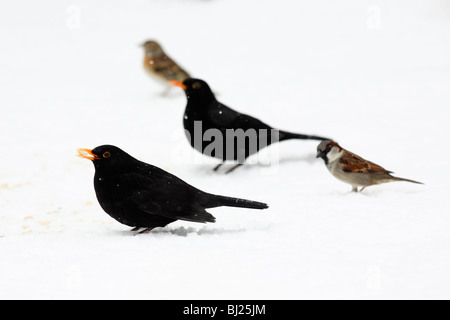 Blackbird, Turdus merula, deux hommes se nourrissant dans jardin, hiver, Allemagne Banque D'Images