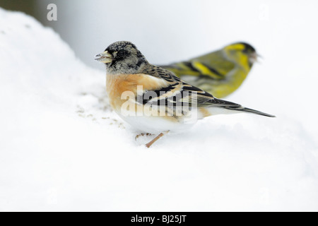 Pinson du Nord, Fringilla montifringilla, homme à la recherche de nourriture sur le sol en hiver, Allemagne Banque D'Images