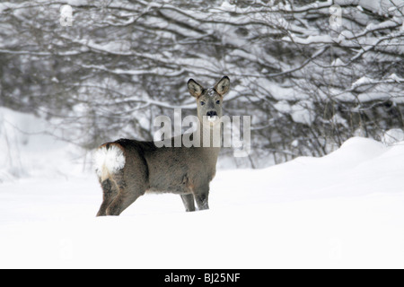 Chevreuil, Capreolus capreolus, au bord de forêt couverte de neige en hiver, les montagnes du Harz, Basse-Saxe, Allemagne