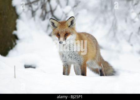 Fox européen, Vulpes vulpes, en bois couvert de neige en hiver, les montagnes du Harz, Basse-Saxe, Allemagne Banque D'Images