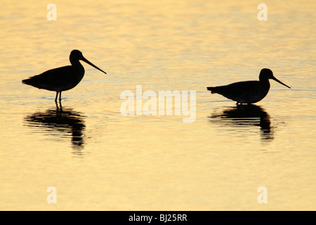 Barge à queue noire (Limosa limosa), deux dans le lac au coucher du soleil, Texel, Hollande Banque D'Images