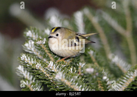 Goldcrest (Regulus regulus), perché sur la branche de sapins, en jardin, Allemagne Banque D'Images