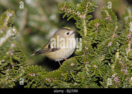 Goldcrest (Regulus regulus), perché sur la branche de sapins, en jardin, Allemagne Banque D'Images