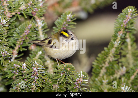 Goldcrest (Regulus regulus), perché sur la branche de sapins, en jardin, Allemagne Banque D'Images