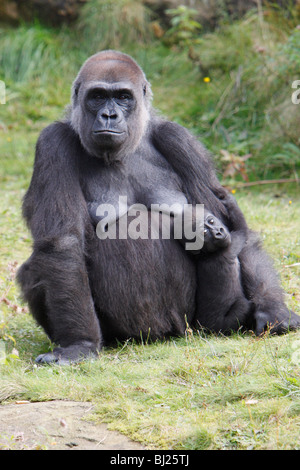 Gorille de plaine de l'ouest (Gorilla gorilla gorilla), femme avec de jeunes Banque D'Images