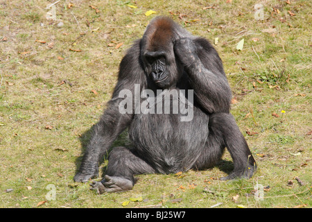 Gorille de plaine de l'ouest (Gorilla gorilla gorilla), femme assis et de repos Banque D'Images