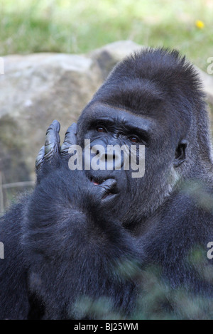 Gorille de plaine de l'ouest (Gorilla gorilla gorilla), mâle adulte ou disciple, portrait Banque D'Images