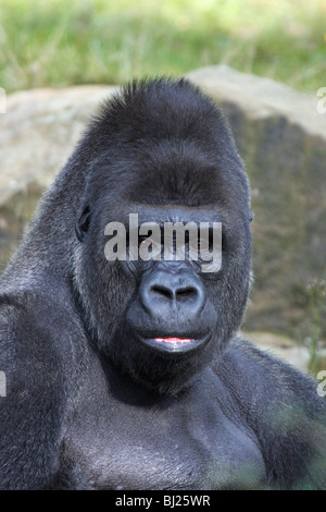 Gorille de plaine de l'ouest (Gorilla gorilla gorilla), mâle adulte ou dos argenté, montrant l'expression faciale Banque D'Images
