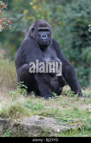 Gorille de plaine de l'ouest (Gorilla gorilla gorilla), femme avec de jeunes Banque D'Images