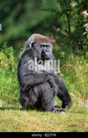 Gorille de plaine de l'ouest (Gorilla gorilla gorilla), senior femme assis et de repos Banque D'Images