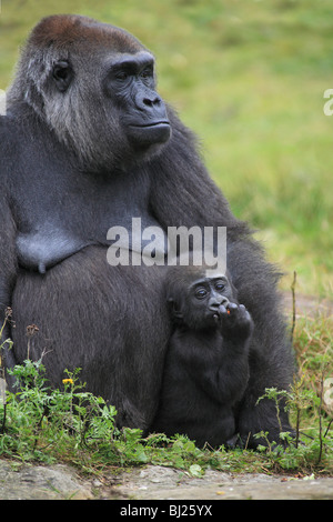 Gorille de plaine de l'ouest (Gorilla gorilla gorilla), femme avec de jeunes Banque D'Images