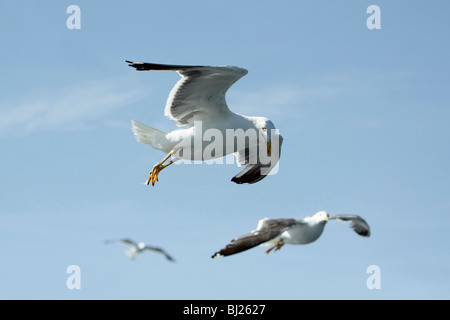 Lesser black-retour (Larus fuscus), en vol, Texel, Hollande Banque D'Images