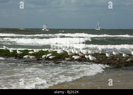 Goéland argenté (Larus argentatus), troupeau, reposant sur l'épi, Texel, Hollande Banque D'Images