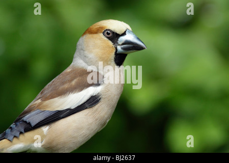 (Coccothraustes coccothraustes Hawfinch) portrait, Allemagne Banque D'Images
