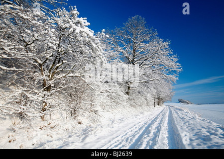 Haie mature et la voie, couvertes de neige, montagnes du Harz, Basse-Saxe, Allemagne Banque D'Images