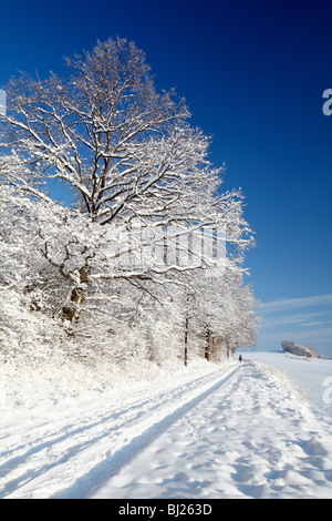 Haie mature et la voie, couvertes de neige, montagnes du Harz, Basse-Saxe, Allemagne Banque D'Images