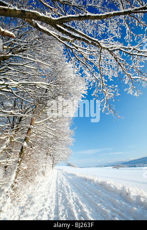 Haie mature et la voie, couvertes de neige, montagnes du Harz, Basse-Saxe, Allemagne Banque D'Images