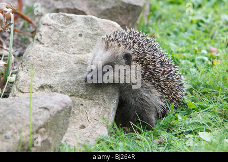 Hérisson européen (Erinaceus europaeus) jeune animal in garden Banque D'Images