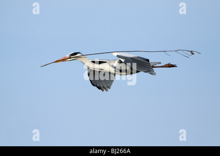 Héron cendré (Ardea cinerea) - oiseau en vol avec matériel de nidification dans le projet de loi Banque D'Images