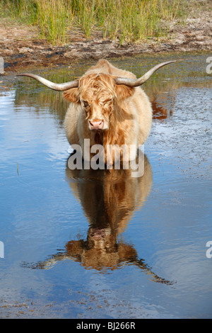 Scottish Highland bovins (Bos primigenius), vache debout dans l'eau, l'île de Texel, Hollande Banque D'Images