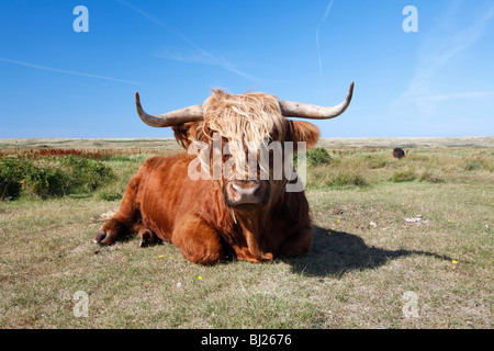 Scottish Highland bovins (Bos primigenius), Bull se reposant dans le parc national des dunes de sable, l'île de Texel, Hollande Banque D'Images