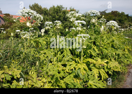 La berce du Caucase (Heracleum mantegazzianum) - sur le bord de route de campagne Banque D'Images