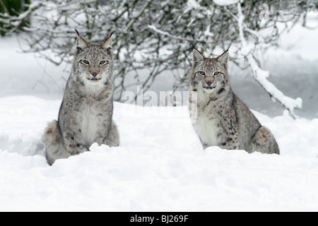 Felis lynx, Lynx, deux assis dans la neige, Allemagne Banque D'Images