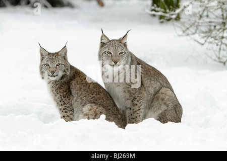 Felis lynx, Lynx, deux assis dans la neige, Allemagne Banque D'Images