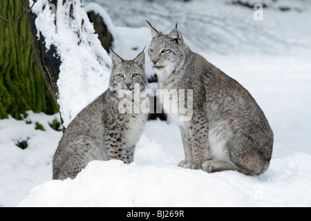 Felis lynx, Lynx, deux assis dans la neige, Allemagne Banque D'Images