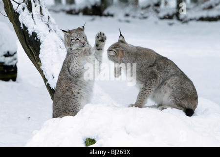 Felis lynx, Lynx, deux jouent dans la neige, Allemagne Banque D'Images