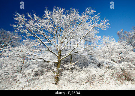 Chêne, Quercus robur, couverte de neige, hiver, montagnes du Harz, Basse-Saxe, Allemagne Banque D'Images