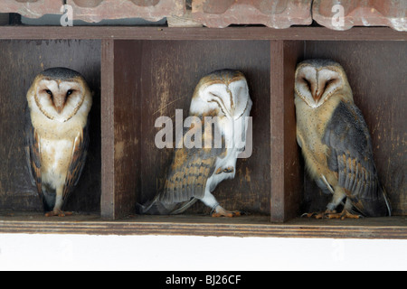 Effraie des clochers, Tyto alba, au repos pendant la journée, trois dans la construction, de l'Allemagne Banque D'Images