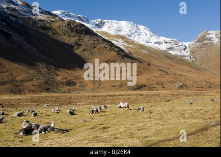 Moutons Herdwick dans la vallée de Langdale avec Bow couvertes de neige est tombée dans la montagne Distance Lake District Cumbria England UK Banque D'Images