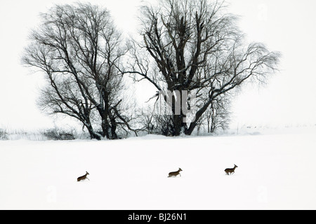 Chevreuil, qui traverse trois snow wilderness, Capreolus capreolus, en hiver, Basse-Saxe, Allemagne Banque D'Images