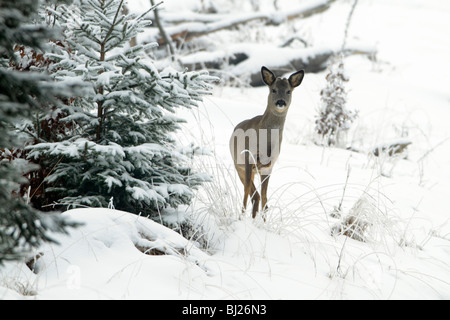 Chevreuil, Capreolus capreolus, au bord de la forêt en hiver, Basse-Saxe, Allemagne Banque D'Images