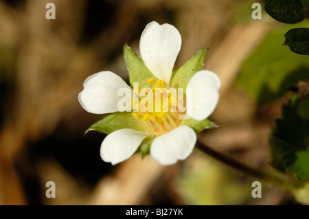 Potentilla sterilis, fraisier stérile Banque D'Images