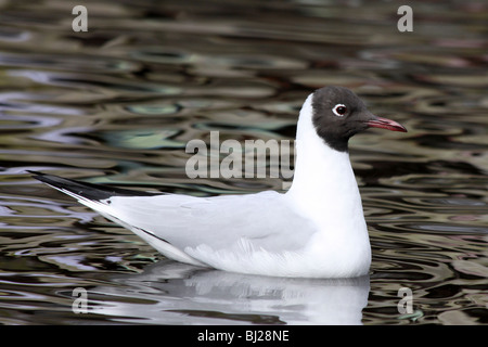 Mouette rieuse Larus ridibundus Natation prise à Martin simple WWT Lancashire, Royaume-Uni Banque D'Images