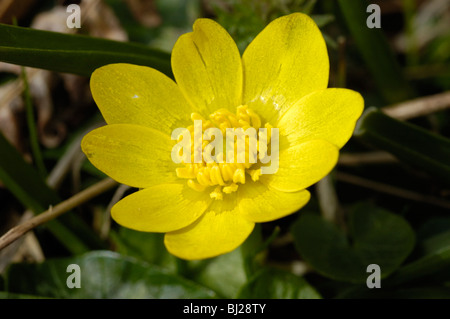 Lesser Celandine, ficaria verna Banque D'Images