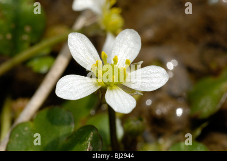 Round-leaved Crowfoot, Ranunculus omiophyllus Banque D'Images