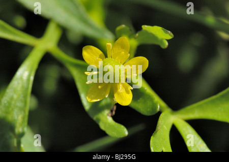 Renoncule à feuilles de céleri, Ranunculus sceleratus Banque D'Images