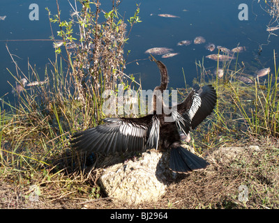 Anhinga sécher ses ailes. Le Parc National des Everglades, en Floride Banque D'Images