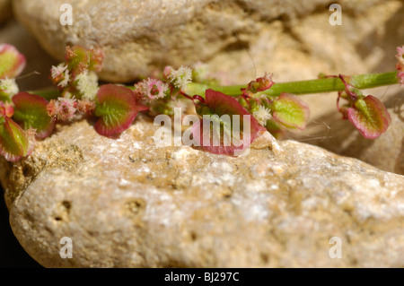 L'oseille commune Rumex acetosa, Banque D'Images