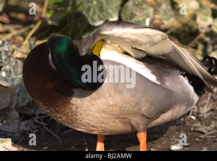 Canard colvert mâle au lissage à Leighton Moss près de Silverdale Lancashire England Royaume-Uni UK Banque D'Images