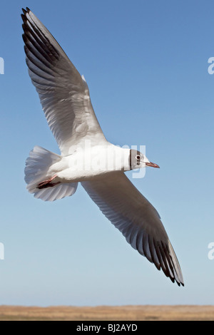 Une Mouette noir adultes en plumage d'été à mue en vol Banque D'Images