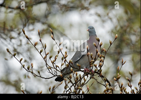 Pigeon ramier, Columba palumbus, en hêtre Fagus sylvatica, que des bourgeons briser Banque D'Images