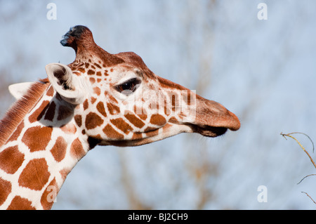 Une giraffe réticulée (Giraffa camelopardalis reticulata) atteint une hauteur dans les arbres. Banque D'Images