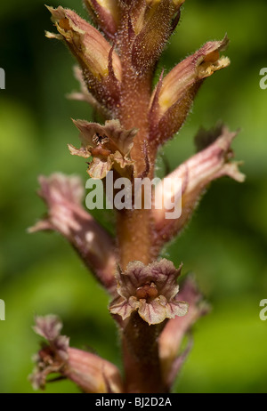 Fleurs de l'orobanche Orobanche hederae, lierre, n'a pas de chlorophylle et est parasitaire sur ivy Banque D'Images