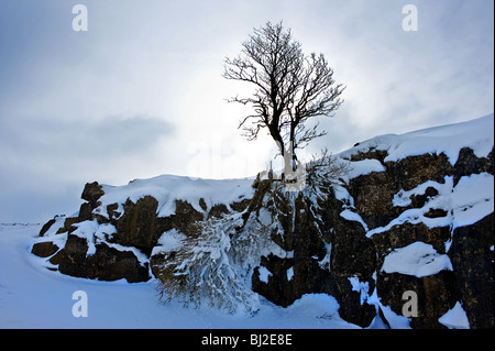 Un arbre solitaire de plus en plus un affleurement rocheux dans beaucoup de neige dans le pays de Galles. Photo par Gordon 1928 Banque D'Images