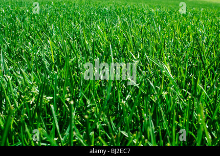 Low angle view of domaine de l'herbe verte. Banque D'Images