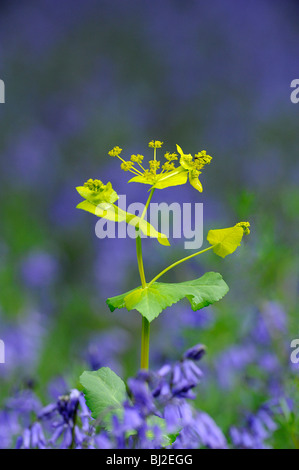 Smyrnium perfoliatum Perfoliate alexanders, croissant, au-dessus du tapis de jacinthes des bois Banque D'Images